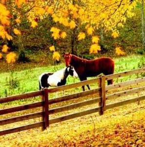 Meet your Posher, Katya